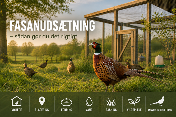 Fasanudsætning – den komplette guide til udsætning, voliere, fodring og pasning