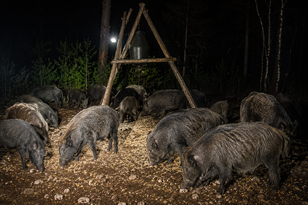 Vildsvinejagt – guide til jagtformer, adfærd, udstyr og jagt i mørket