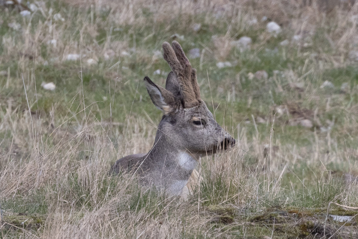 Råbuk med gevir i bast i dansk/skandinavisk natur