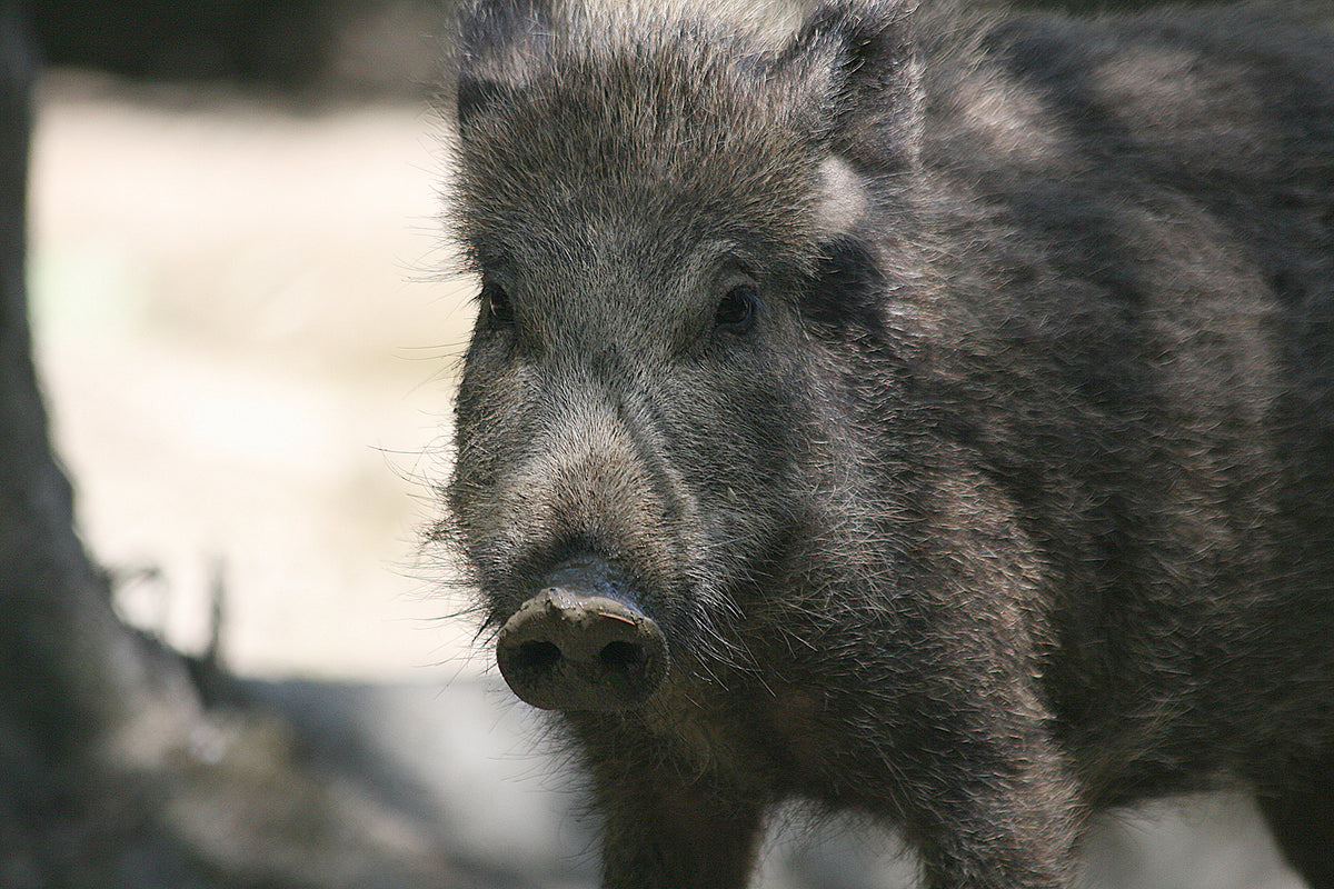 Vildsvin (Sus scrofa) set forfra i skovterræn